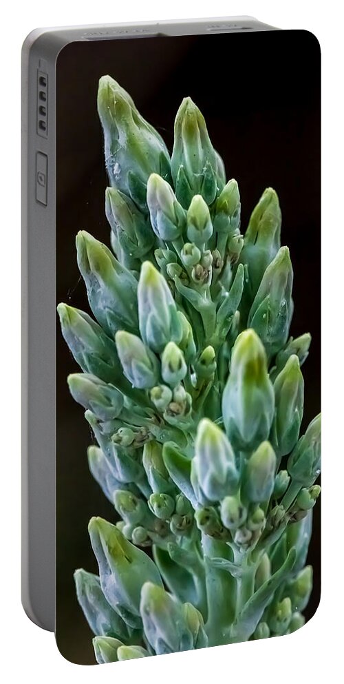 Succulent Bloom Portable Battery Charger featuring the photograph Succulent Bloom by David Morefield