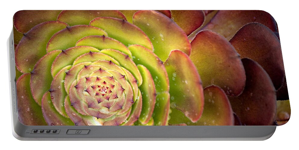 Succulent Portable Battery Charger featuring the photograph Succulent by Lisa Chorny