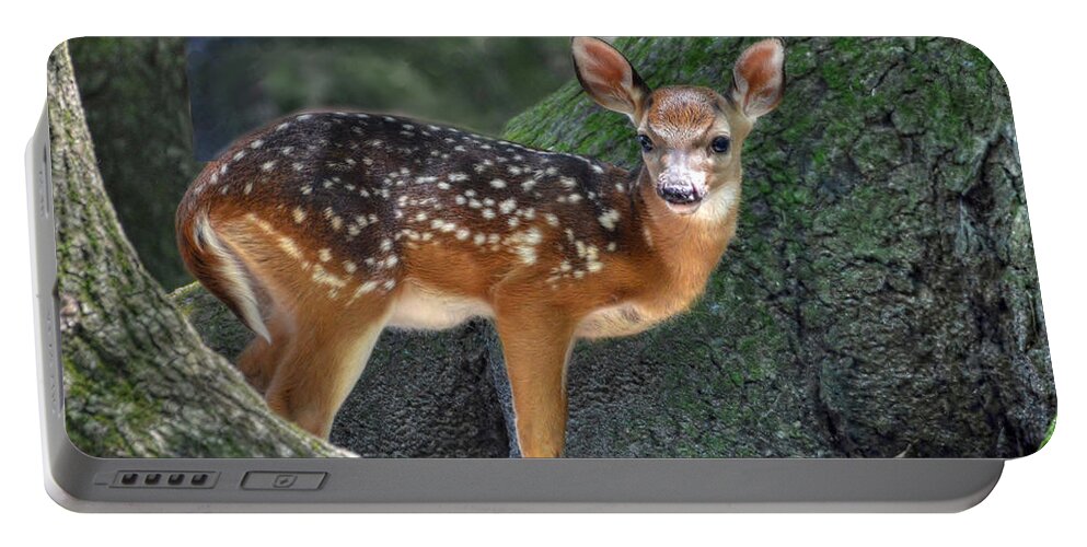 Deer Portable Battery Charger featuring the photograph Such A Deer by Kathy Baccari