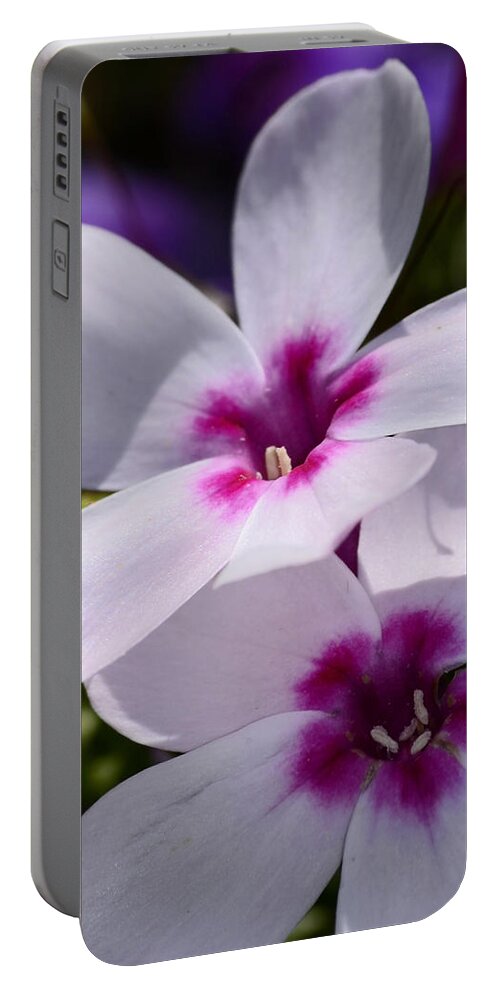 Phlox Portable Battery Charger featuring the photograph Summer Phlox by Lori Tambakis