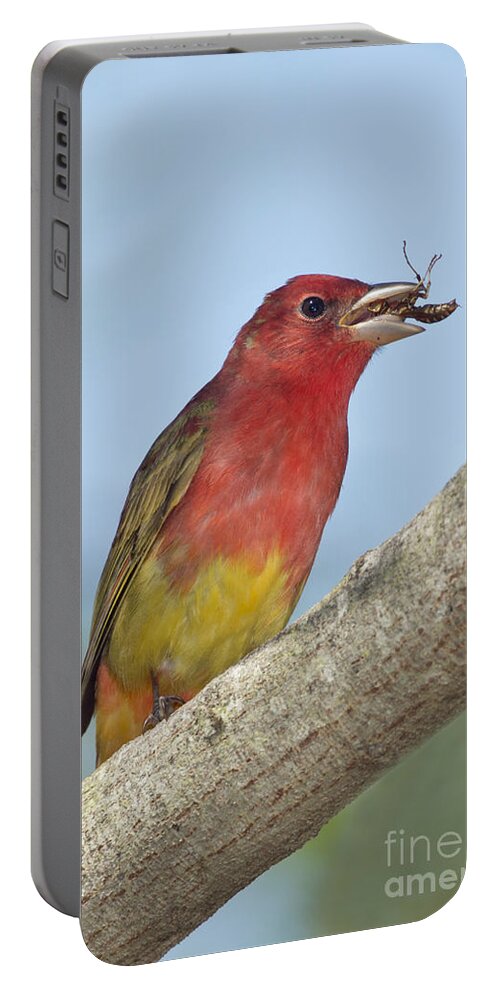 Summer Tanager Portable Battery Charger featuring the photograph Summer Tanager Eating Wasp by Anthony Mercieca