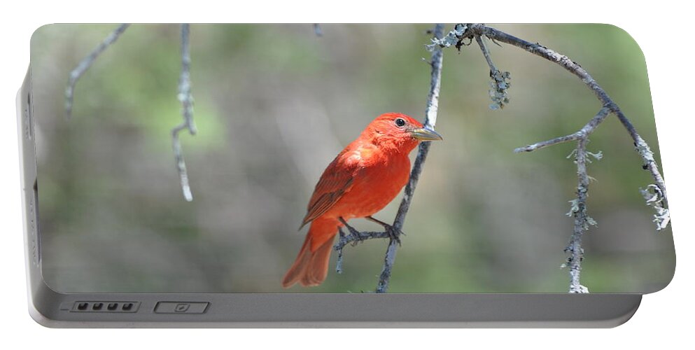 Red Portable Battery Charger featuring the photograph Summer Tanager by Frank Madia