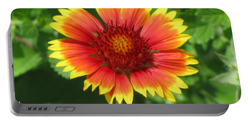 Flower Portable Battery Charger featuring the photograph Sunburst 03 by Pamela Critchlow
