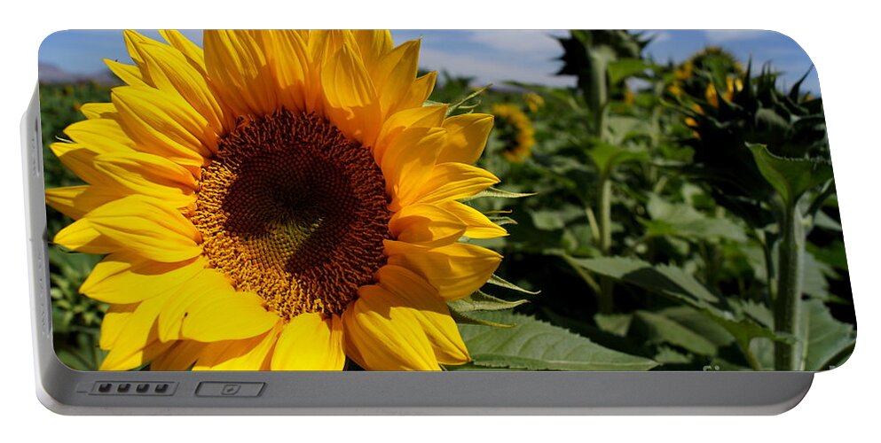 Agriculture Portable Battery Charger featuring the photograph Sunflower Glow by Kerri Mortenson
