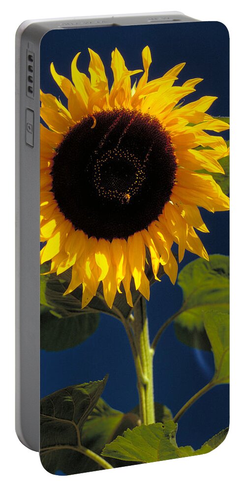 Birdseed Portable Battery Charger featuring the photograph Sunflower by K. Van Den Berg