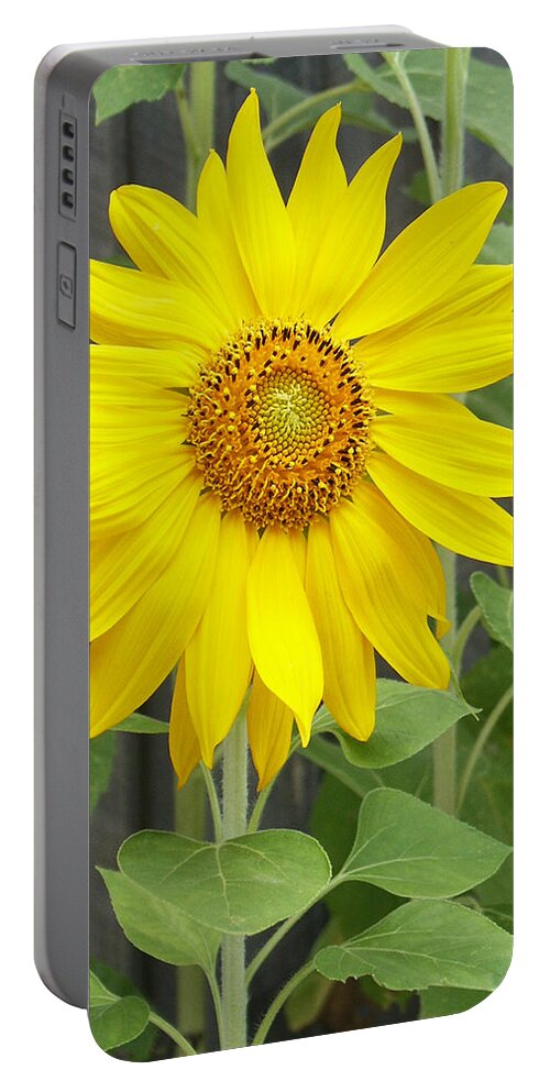 Helianthus Annuus Portable Battery Charger featuring the photograph Sunflower by Lisa Phillips