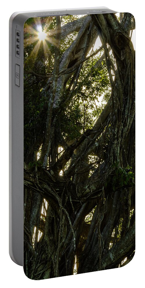 Bark Portable Battery Charger featuring the photograph Sunlight Through the Tangle by Ed Gleichman