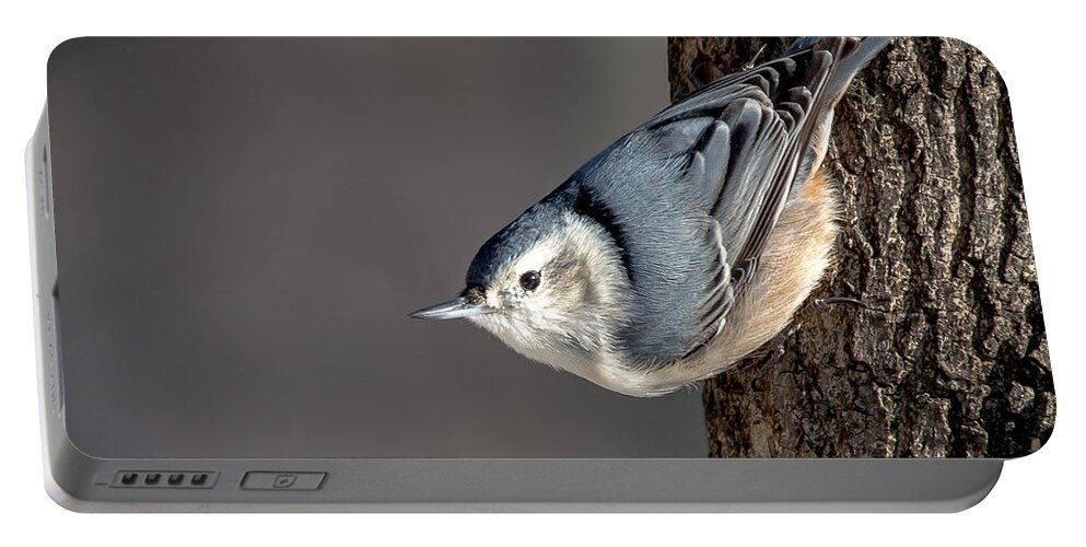 Bird Portable Battery Charger featuring the photograph Sunlit Nuthatch by Cheryl Baxter