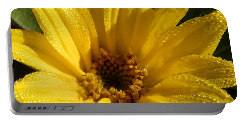 Another Morning With #dew On The #sunflower Blooming Portable Battery Charger featuring the photograph Sunny Sunflower Dew by Belinda Lee