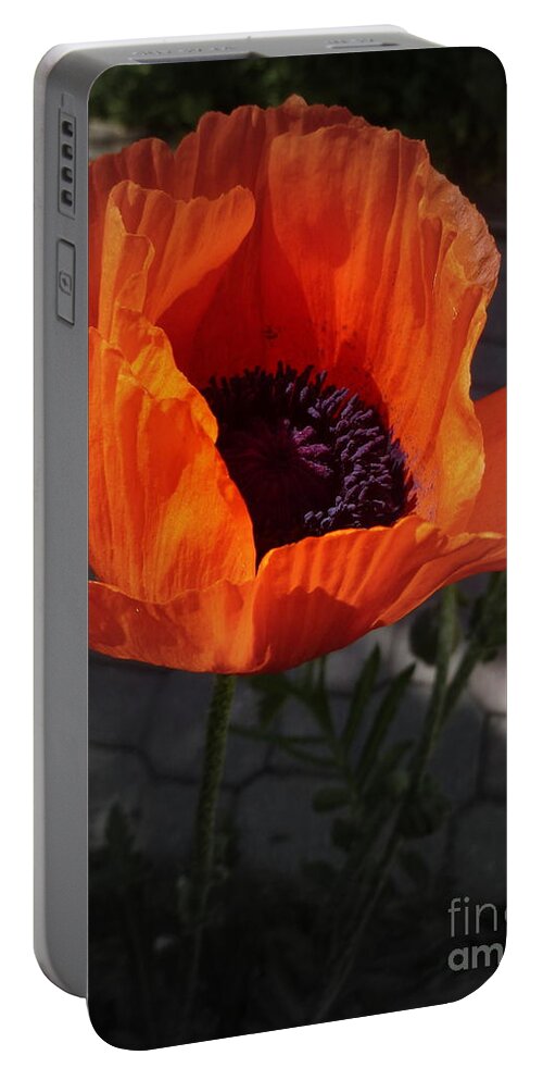 Background Portable Battery Charger featuring the photograph Sunshine Poppy by Lingfai Leung