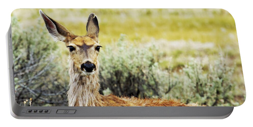 Mule Deer Portable Battery Charger featuring the photograph Surround Sound by Belinda Greb