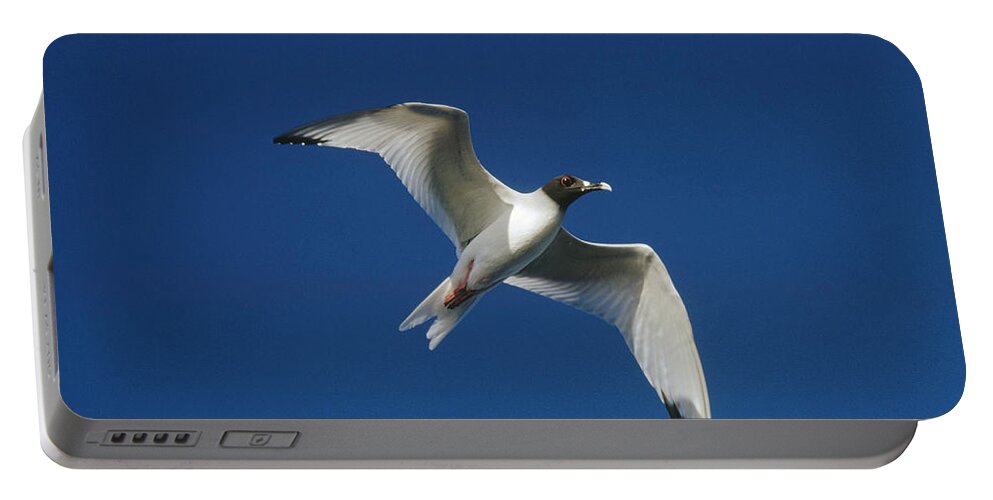 Feb0514 Portable Battery Charger featuring the photograph Swallow-tailed Gull Flying Galapagos by Tui De Roy