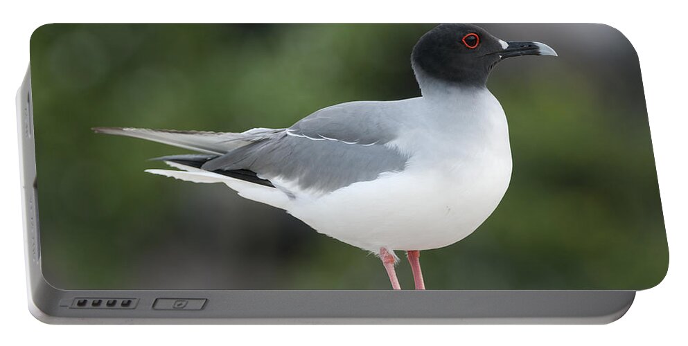 531756 Portable Battery Charger featuring the photograph Swallow-tailed Gull Galapagos by Tui De Roy