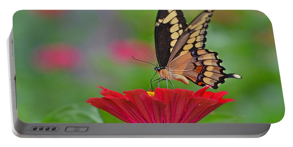 Swallowtail Portable Battery Charger featuring the photograph Swallowtail on a Zinnia by Rodney Campbell
