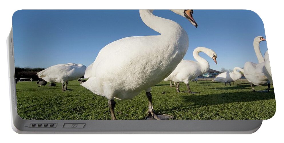 Avian Portable Battery Charger featuring the photograph Swans by John Short
