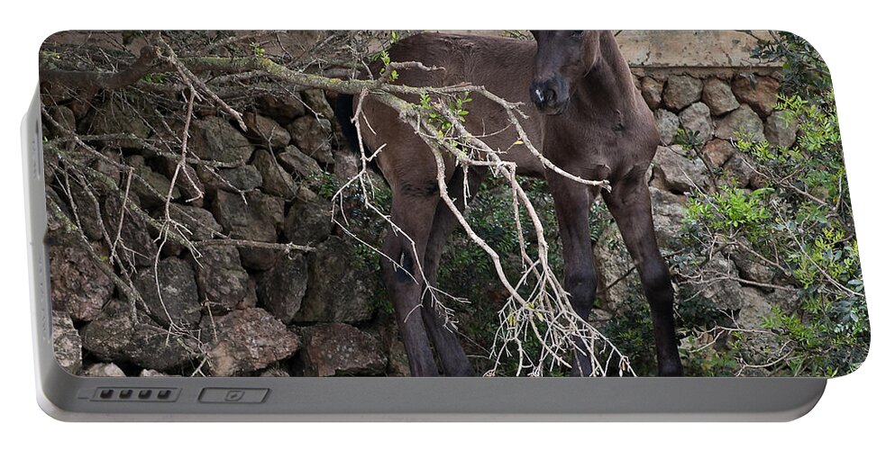Outdoor Portable Battery Charger featuring the photograph sweet heart - A tender foal wait his beloved mother by Pedro Cardona Llambias