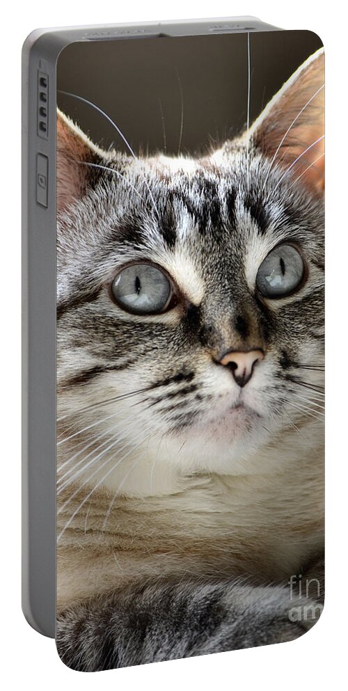 Cat Portable Battery Charger featuring the photograph Sweet Innocence by Deb Halloran