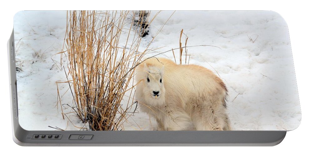 Mountain Goats Portable Battery Charger featuring the photograph Sweet Little One by Dorrene BrownButterfield