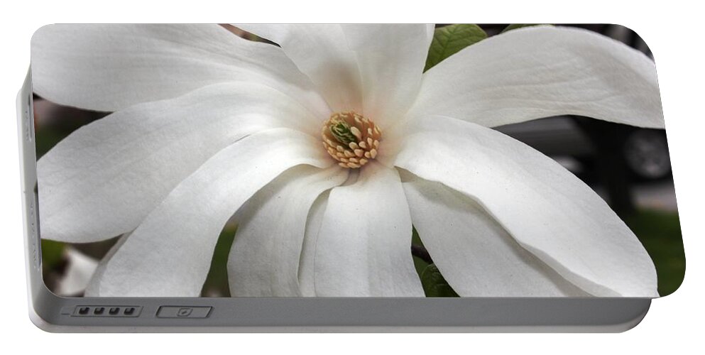 Flowers Portable Battery Charger featuring the photograph Sweet Magnolia by Judy Palkimas