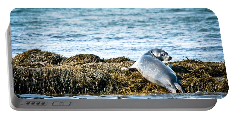  Portable Battery Charger featuring the photograph Sweet Seal by Cheryl Baxter