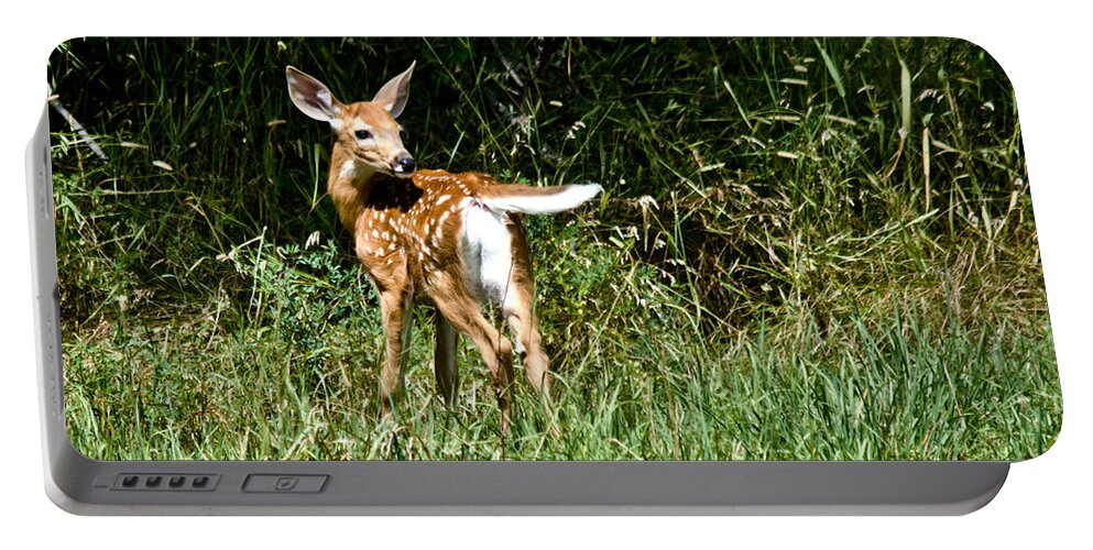 Deer Portable Battery Charger featuring the photograph Sweet Young Deer by Cheryl Baxter