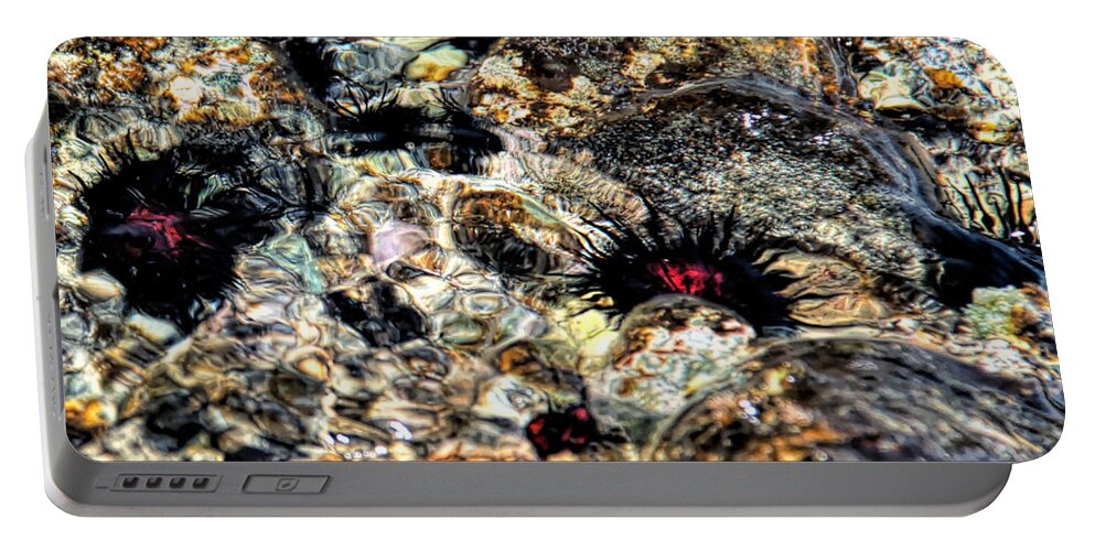 Sea Urchins Portable Battery Charger featuring the photograph Swirling Sea Urchins by Lucy VanSwearingen