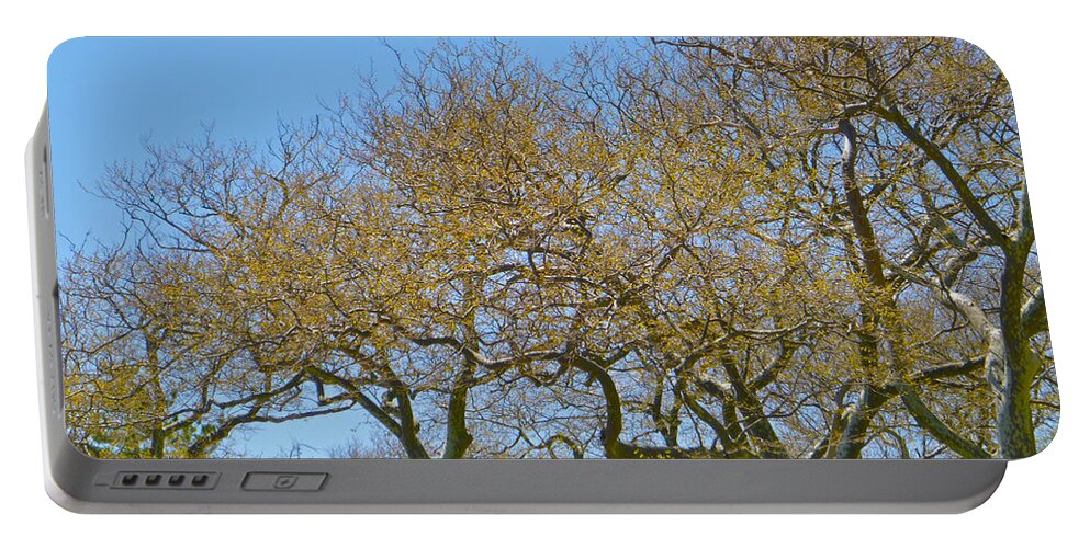 Trees Portable Battery Charger featuring the photograph Sycamores in spring by Ellen Paull