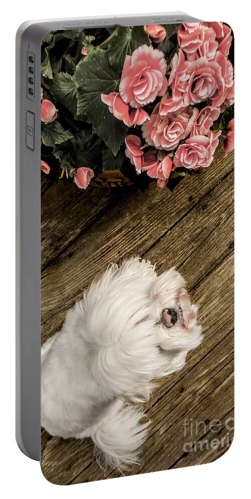 Dog Portable Battery Charger featuring the photograph Havanese Puppy by Charlie Cliques