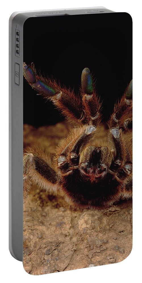 Feb0514 Portable Battery Charger featuring the photograph Tarantula In Defensive Posture Trinidad by Mark Moffett