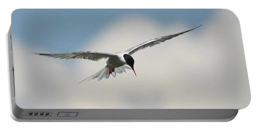Wildlife Portable Battery Charger featuring the photograph Tern in Flight by William Selander