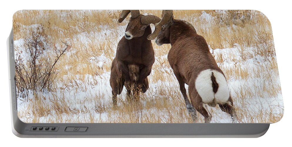 Bighorn Sheep Portable Battery Charger featuring the photograph The Battle for Dominance by Jim Garrison