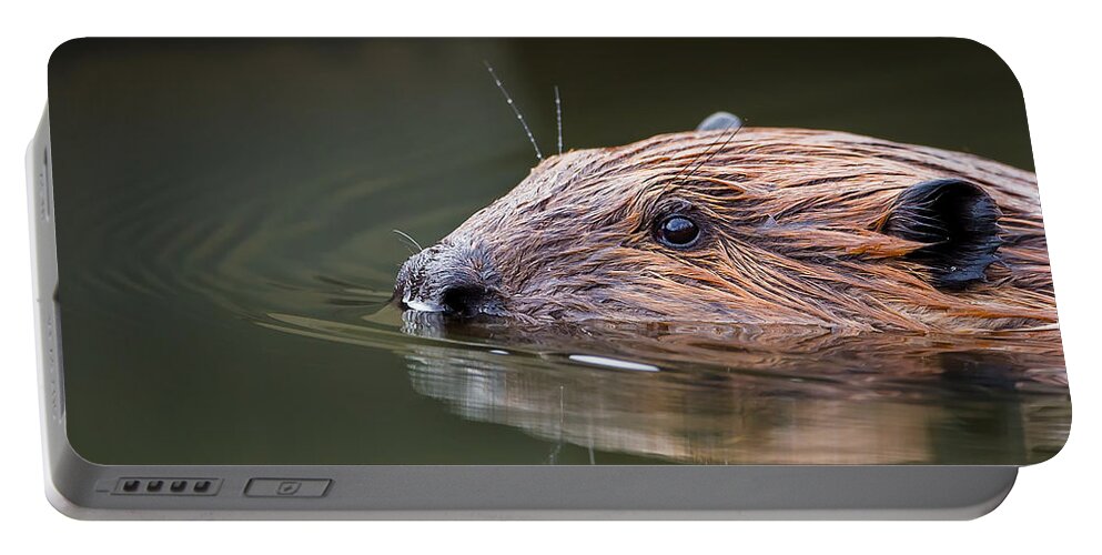 Beaver Portable Battery Charger featuring the photograph The Beaver by Bill Wakeley