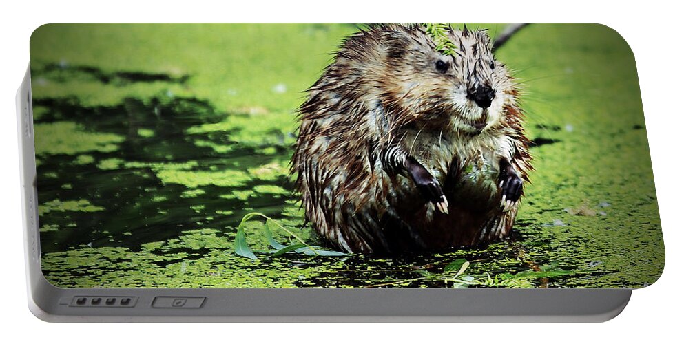 Beaver Portable Battery Charger featuring the photograph The beaver with the attitude by Elizabeth Winter
