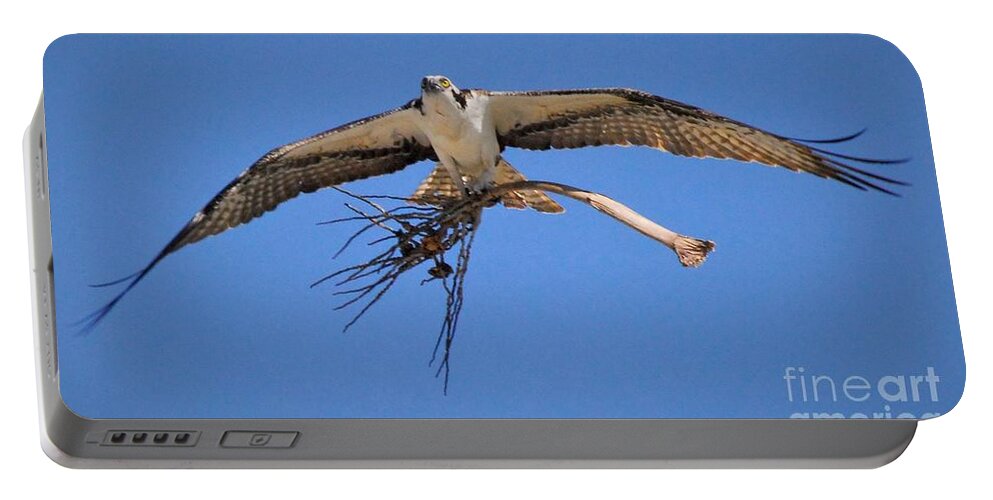 Osprey Portable Battery Charger featuring the photograph The Collector by Quinn Sedam
