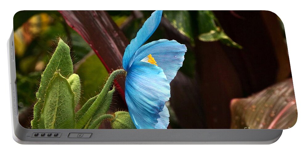 Meconopsis Portable Battery Charger featuring the photograph The Colors Of The Himalayan Blue Poppy by Byron Varvarigos
