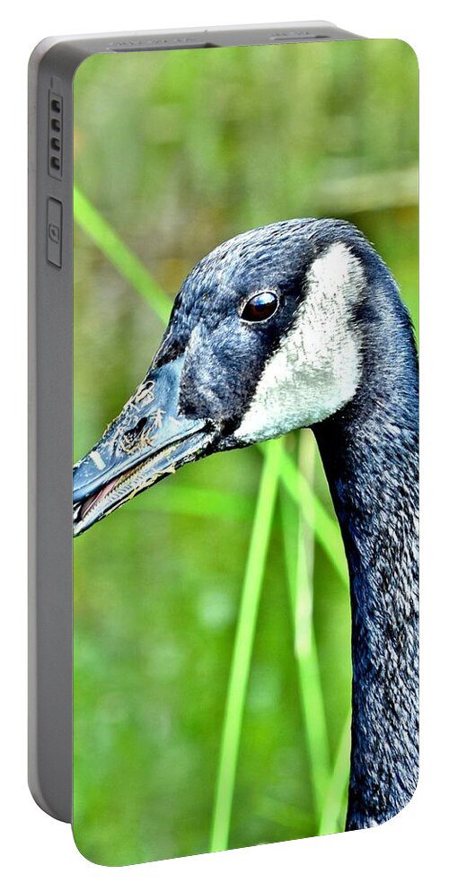Bird Portable Battery Charger featuring the photograph The Eye of the Goose by Kim Bemis