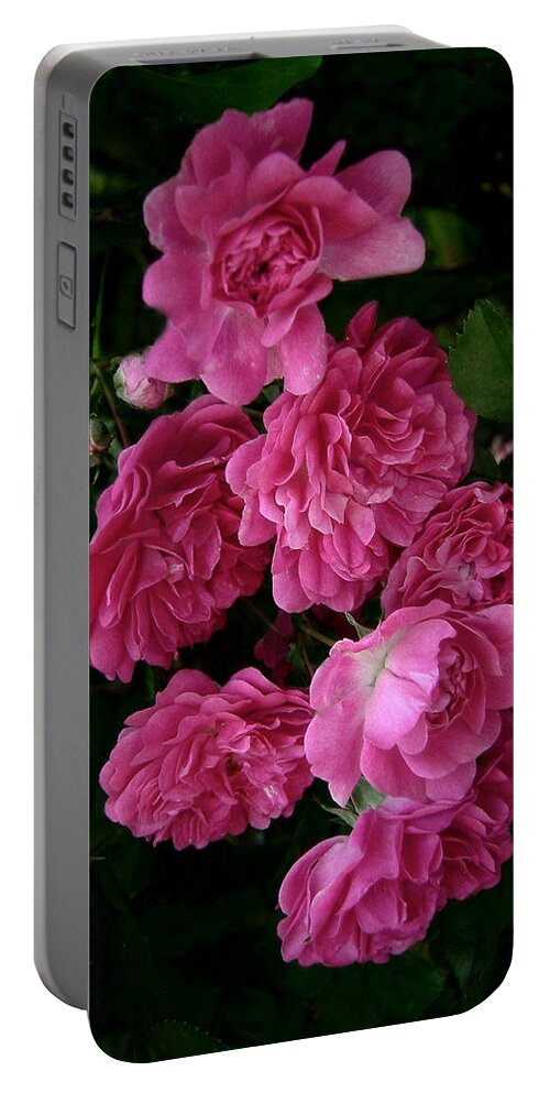 Polyantha Species Roses Portable Battery Charger featuring the photograph The Fence Roses by Louise Kumpf
