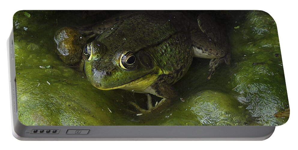Frog Portable Battery Charger featuring the photograph The Frog by Verana Stark