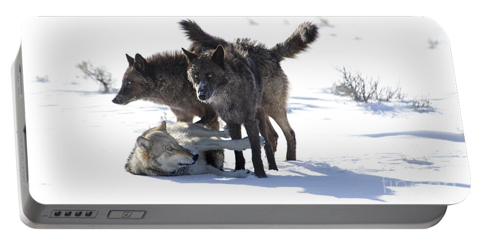 Wolves Portable Battery Charger featuring the photograph The Girls by Deby Dixon