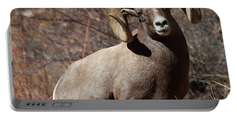 Bighorn Sheep Portable Battery Charger featuring the photograph The High and Mighty by Jim Garrison