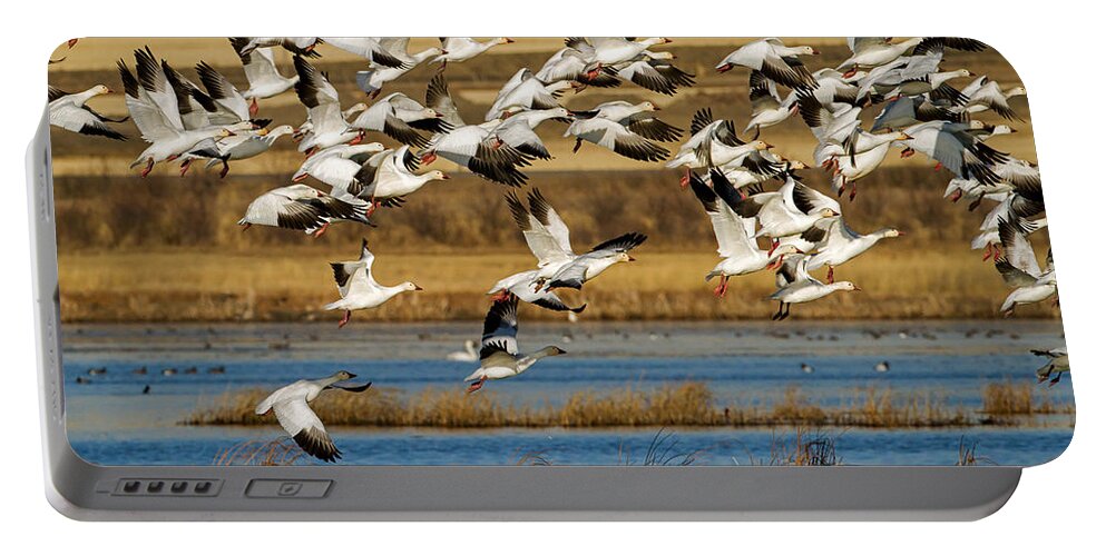 Snow Geese Portable Battery Charger featuring the photograph The Journey by Jack Bell