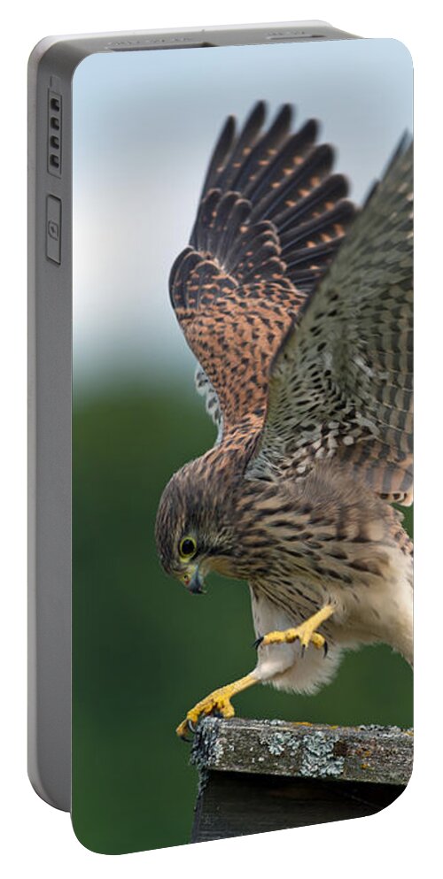 Kestrel Portable Battery Charger featuring the photograph The juvenile Kestrels performance by Torbjorn Swenelius