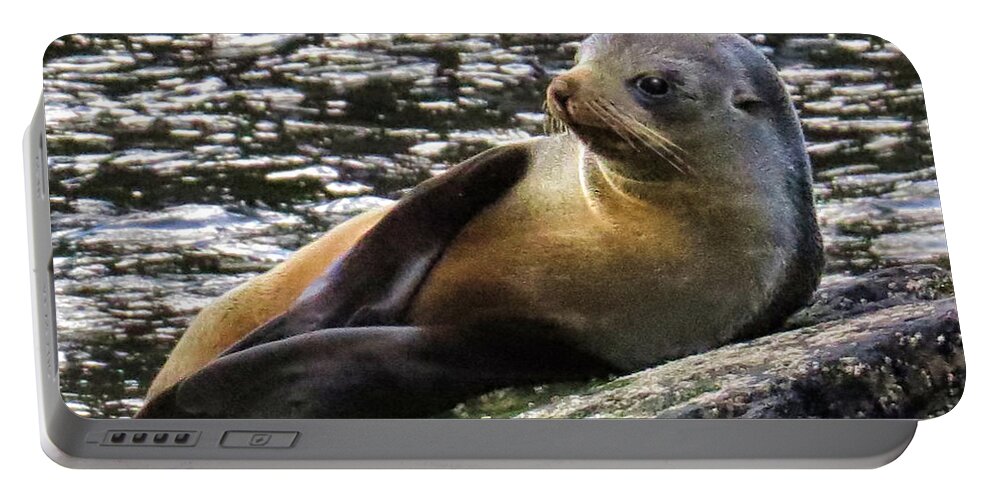 New Zealand Portable Battery Charger featuring the photograph The Posing Seal by Jennie Breeze