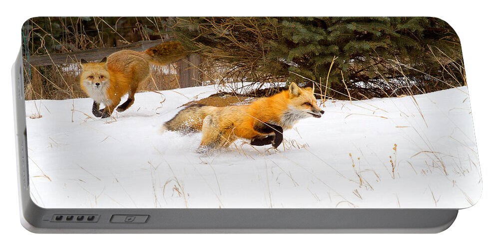 Red Fox Photograph; Red Fox Chase Photograph; Red Fox Chase Canvas Print Portable Battery Charger featuring the photograph The Race is On by Jim Garrison