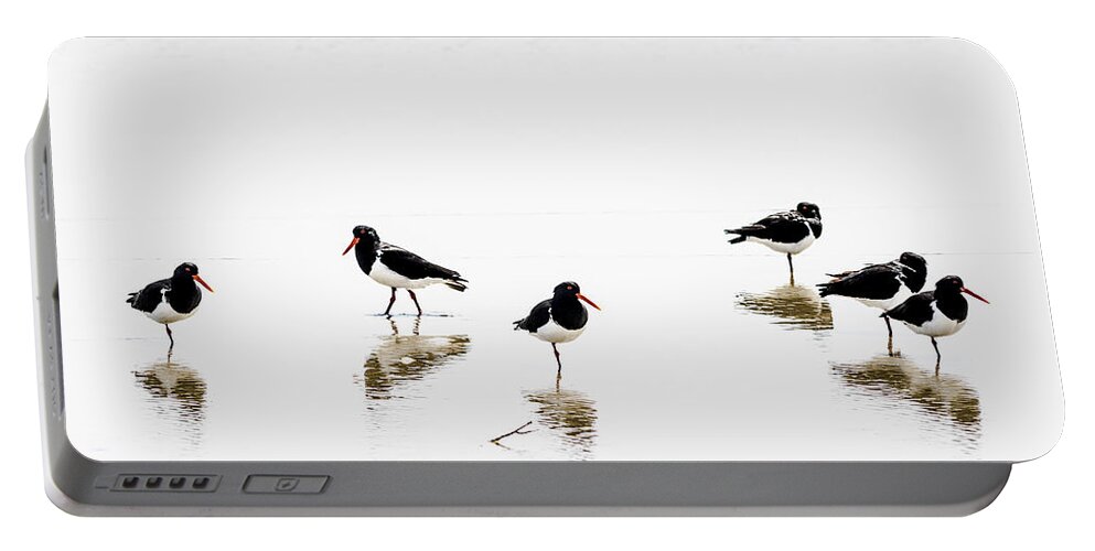 Pied Oyster Eaters Portable Battery Charger featuring the photograph The Soloist by Anthony Davey