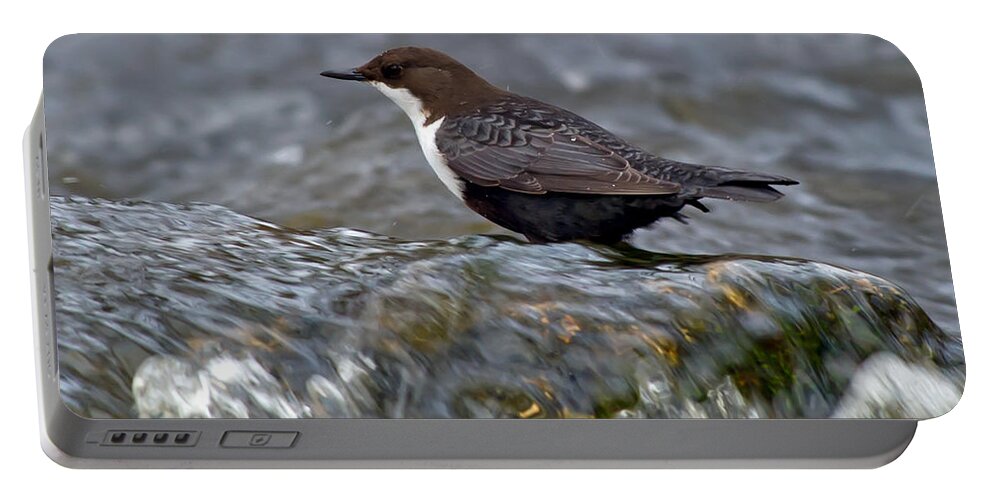 The White-throated Dipper Portable Battery Charger featuring the photograph The White-throated Dipper by Torbjorn Swenelius