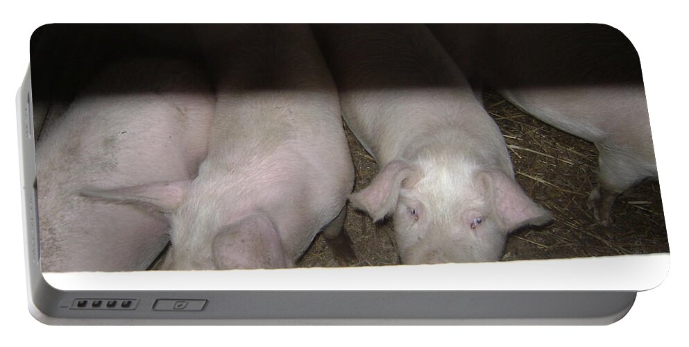 Pigs Portable Battery Charger featuring the photograph These Eyes by Moshe Harboun