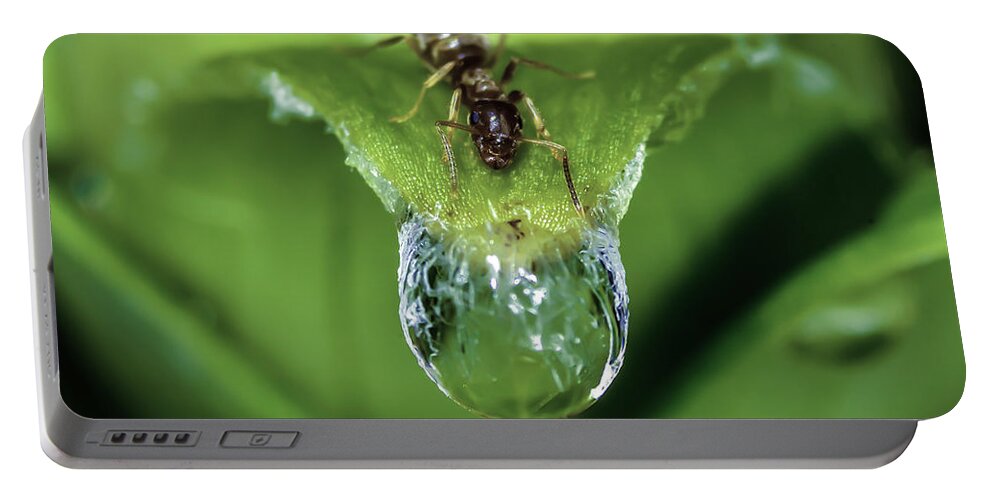Ant Portable Battery Charger featuring the photograph Thirst by Rick Bartrand