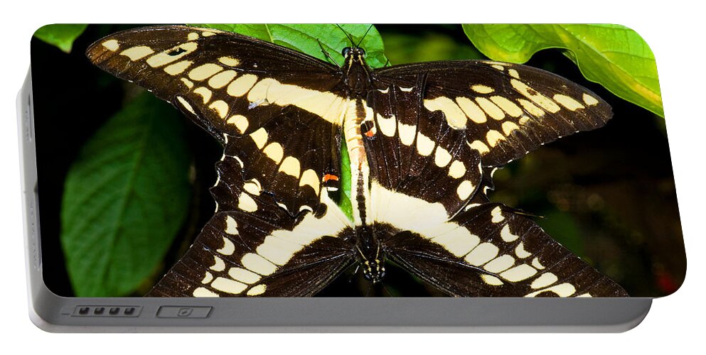 Nature Portable Battery Charger featuring the photograph Thoas Swallowtail Butterflies Mating by Millard H. Sharp