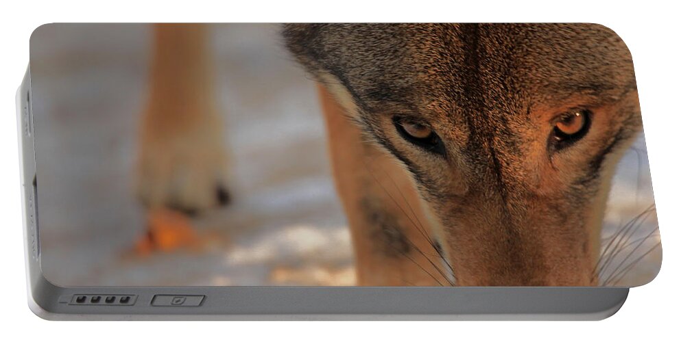 Wolf Portable Battery Charger featuring the photograph Those Eyes by Karol Livote